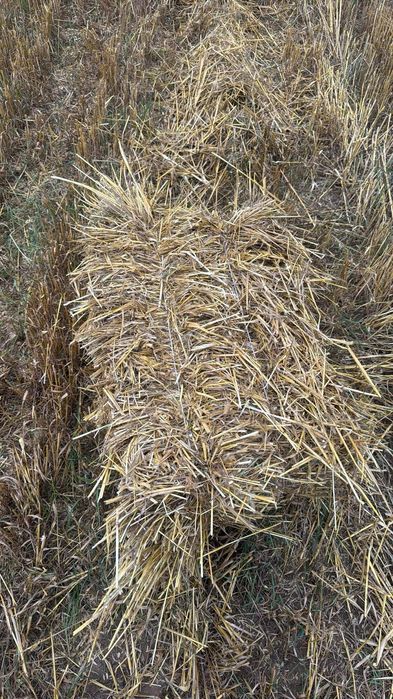 Słoma owisiana idealna dla koni