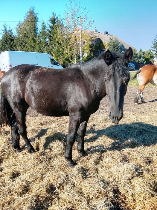 Sprzedam klacz, wiek ok 20 mscy