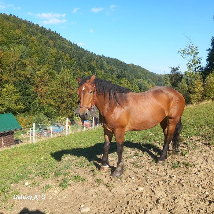 Sprzedam Klacz zimnokrwista