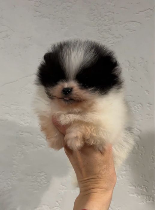 Szpic miniaturowy pomeranian xs mini chlopiec particolor bialo czarny