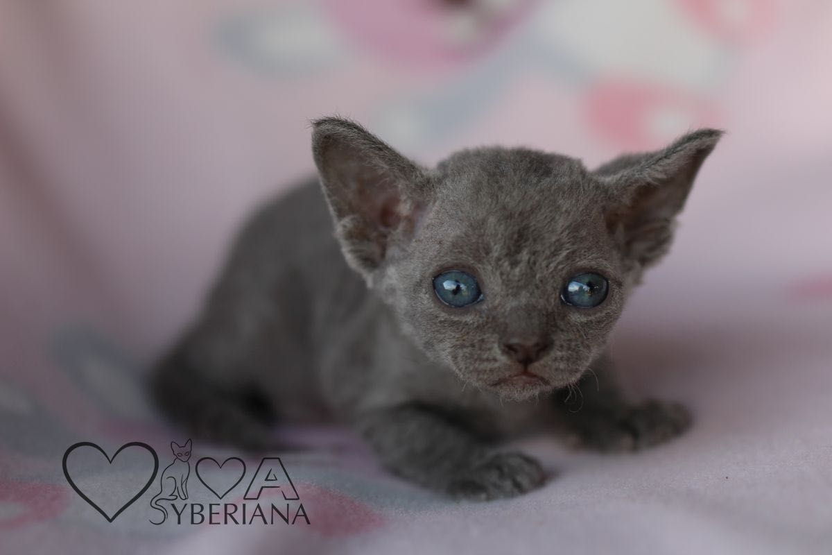 Niebieska koteczka Devon rex