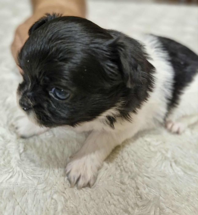 Chihuahua  mini dziewczynka długowłosa Wifika