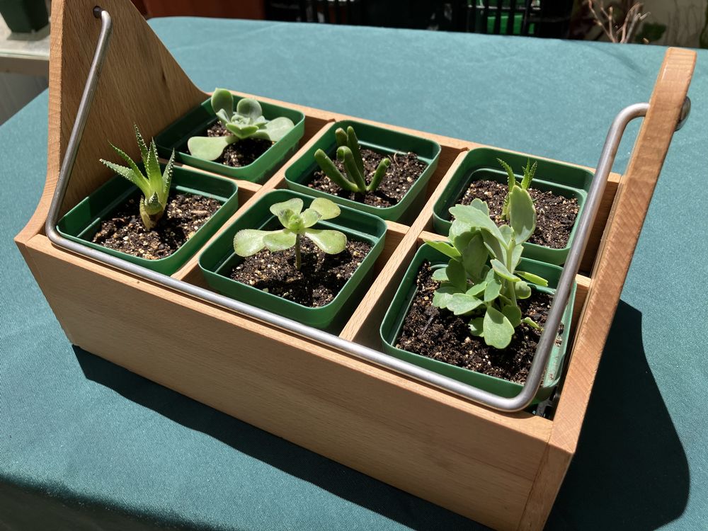 succulents centerpiece