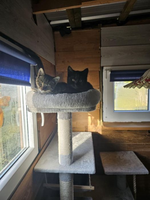 Dwa kocurki szukają domu