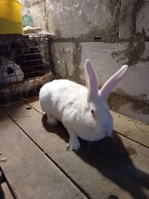 Samica termondzka dorosla