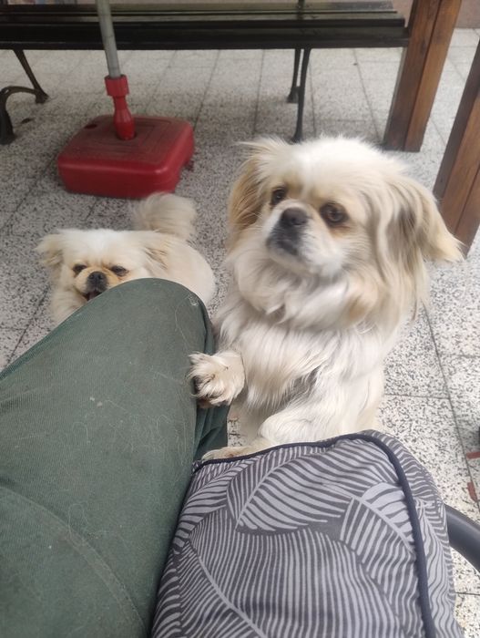 Piesek pekińczyk królewski biało-ekri