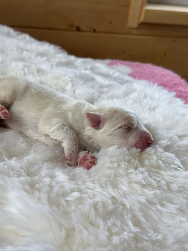 Cudny piesek border collie ZKwP FCI po MŁ.CHPL