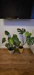 Kwiatki monstera