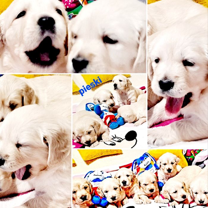 Szczeniaczek Golden Retriever  tata FCI Rodzice bez DYSPLAZJI whodowli