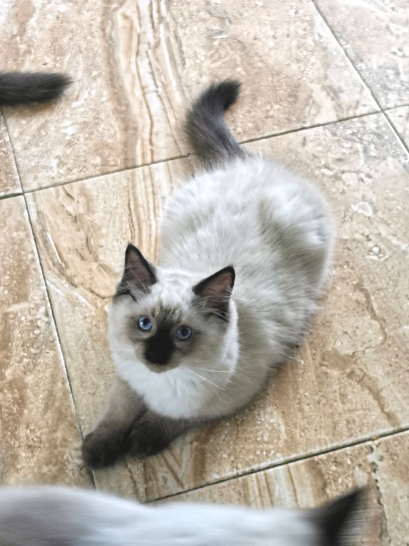 Kocurek Ragdoll Colorpoint