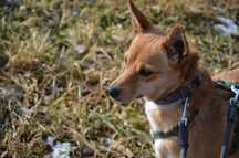 Alicja - mała, przyjacielska i rezolutna sunia do adopcji.