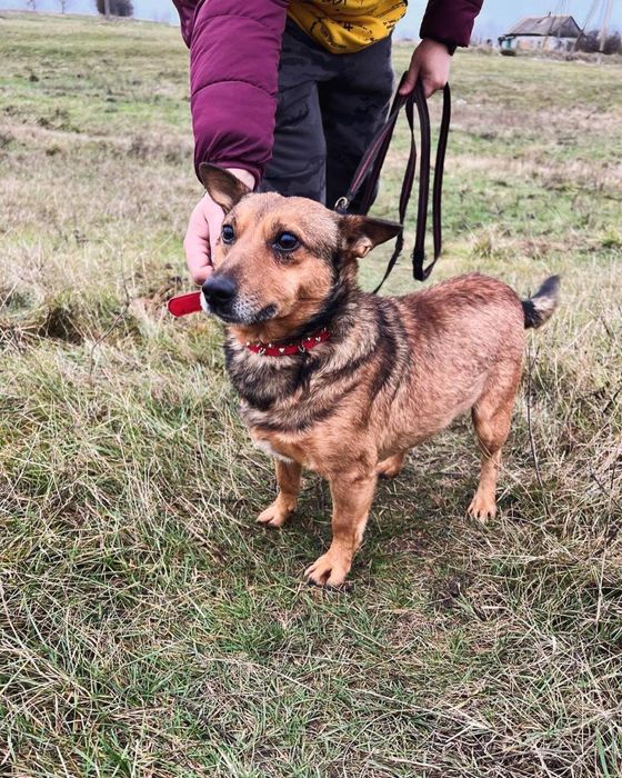 Маленький песик в хорошие руки