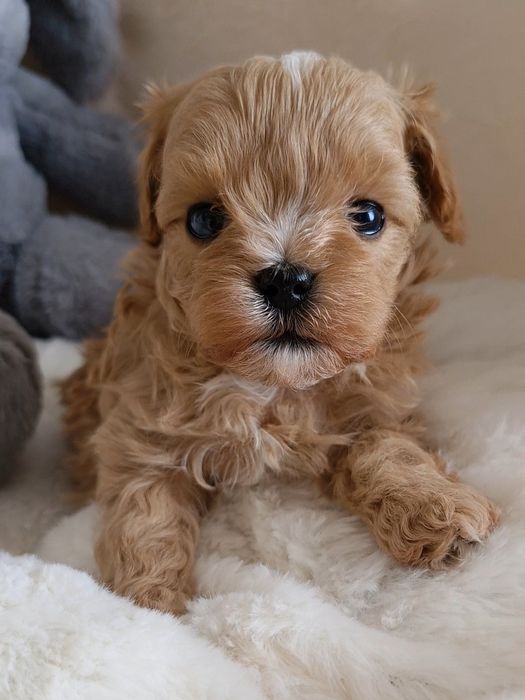 ** IVO ** malutki chłopiec Maltipoo F1