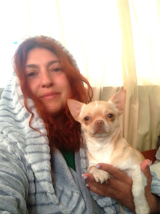 Девочка чихуахуа