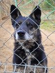 Starszy spokojny pies szuka domu / do adopcji