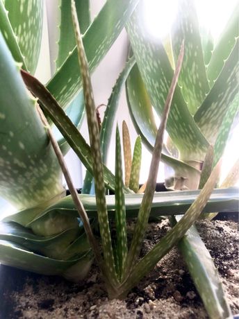 Mały aloes (aloe vera)