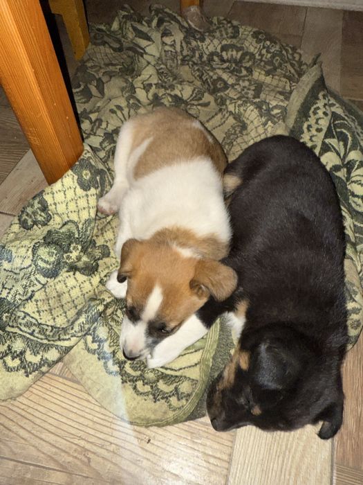 Jack Russell Terrier mieszaniec, Szczeniaki za darmo.