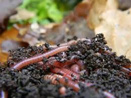 Dżdżownice kompostowe
