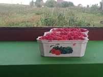 Maliny z własnego ogrodu