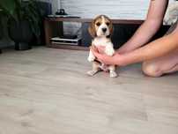 Beagle  szczeniak piesek FCI Zkwp badania genetyczne
