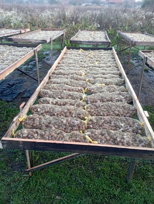 Маточне стадо равлика.Мальок равлика Muller.