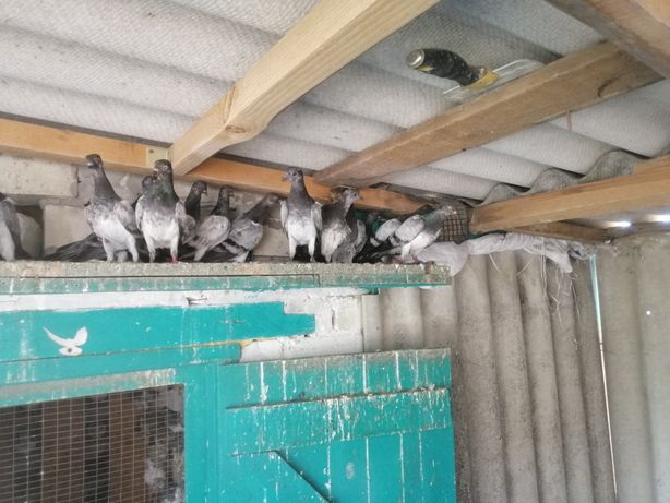 Продам голубей породы Дериши