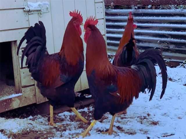 Інкубаційне яйце Вельзумер. Курчата. Птиця.