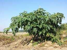 Datura stramonium, bieluń dziędzierzawa 10 zł za 100 nasion