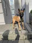 Owczarek Belgijski Malinois Fci ostatni piesek  gotowy do odbioru