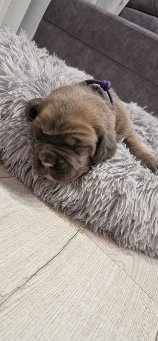 Cane Corso piesek rodowodowy