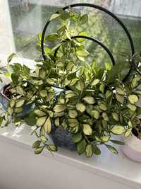 hoya heuschkeliana variegata ukorzeniona szczepka