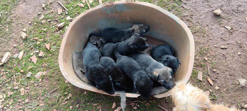 Wolfdog checo X pastor belga