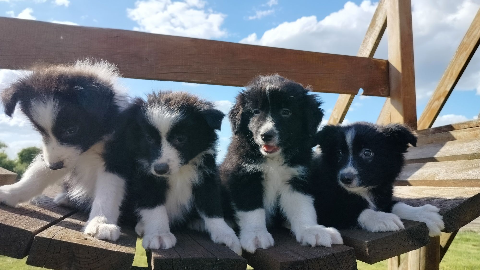 Śliczne szczenię Border Collie.