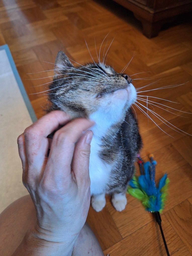 Uratowana kotka szuka domu