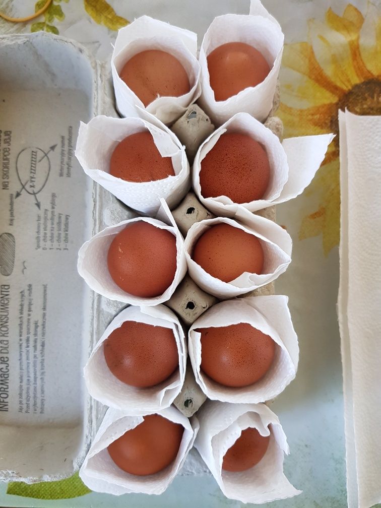 Jajka jaja lęgowe