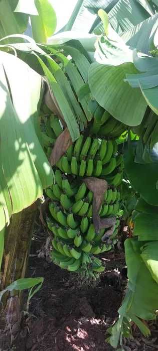 Bananeiras da Madeira Musa