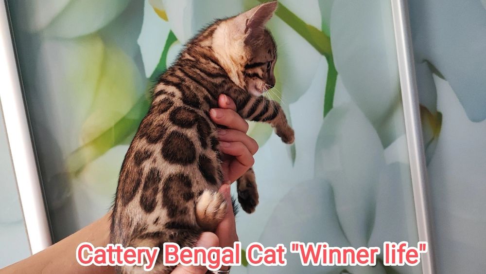 Бенгали шоу класу в улюбленці!