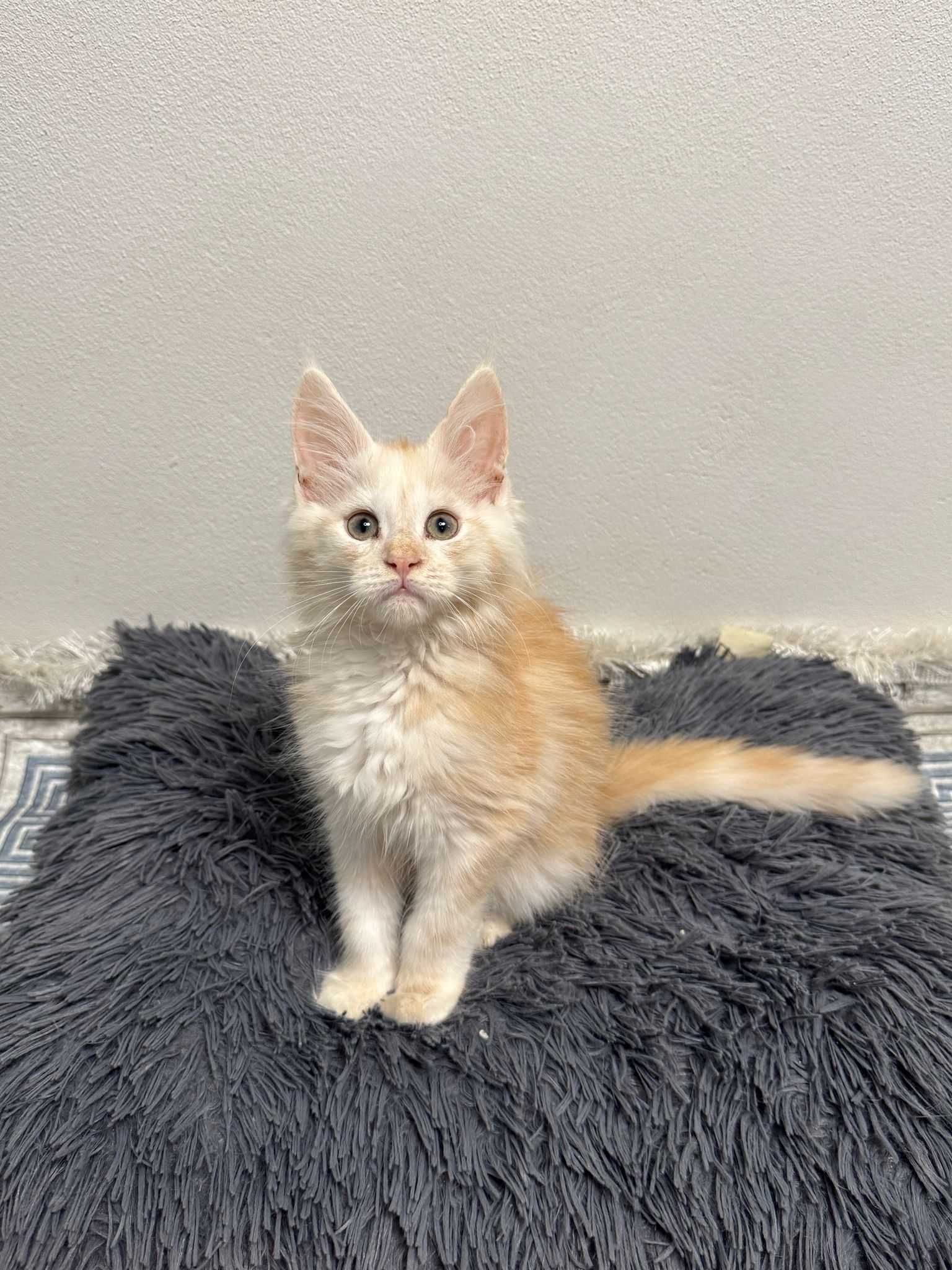 Kociak Maine Coon z rodowodem FPL czeka na nowy dom