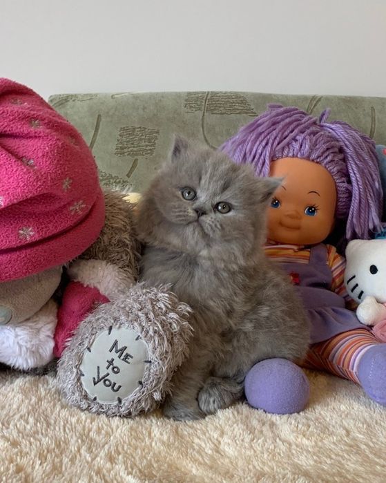 Прямовуха дівчинка хайленд