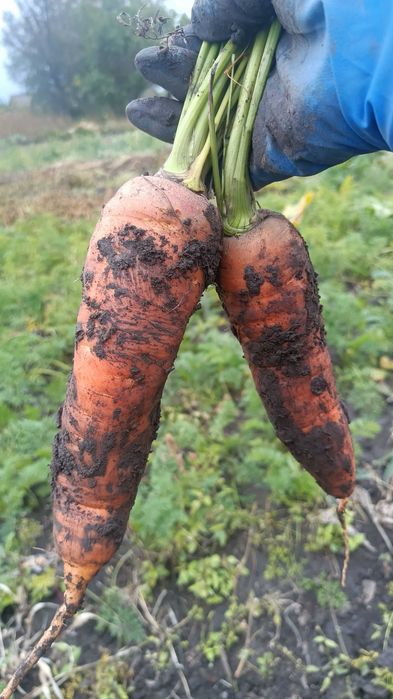 Продам моркву домашню