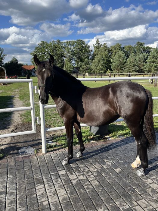 Młoda klacz na sprzedaż