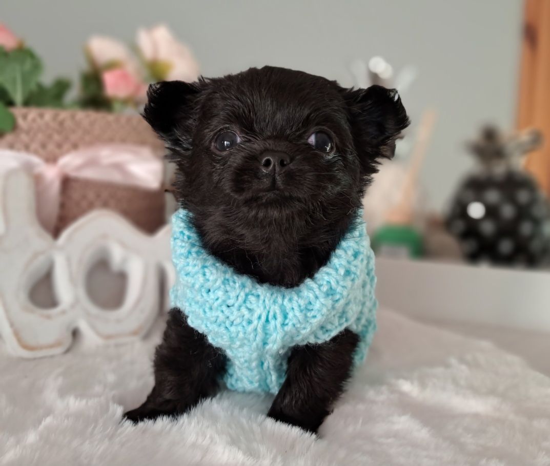 Piękny chłopiec długowłosy Chihuahua  DO ODBIORU