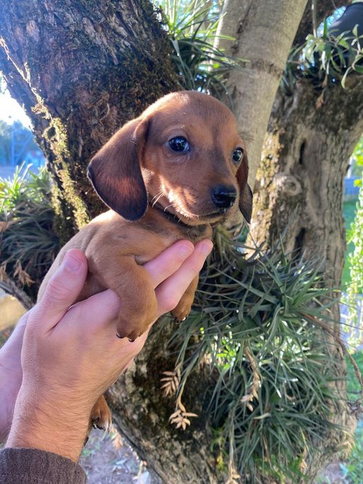 Teckel macho miniatura