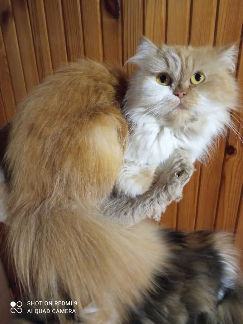 perski kocurek, pers,perskie