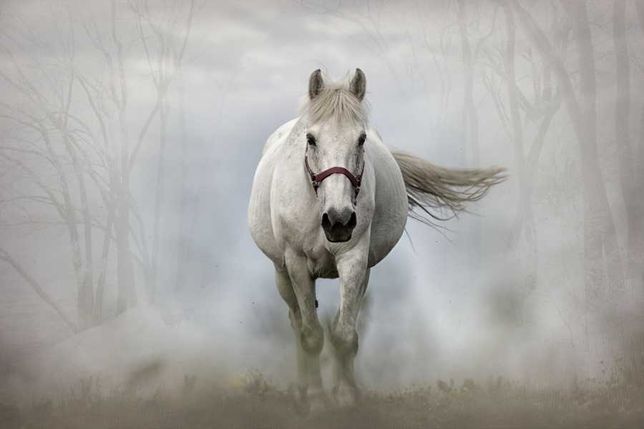 Konie - Rasy   duży plakat 60x40 cm