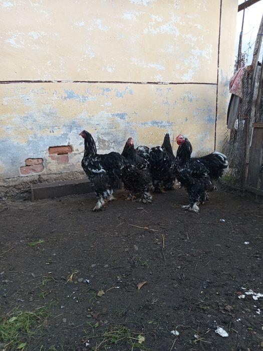 Півень конінхін мармуровий.