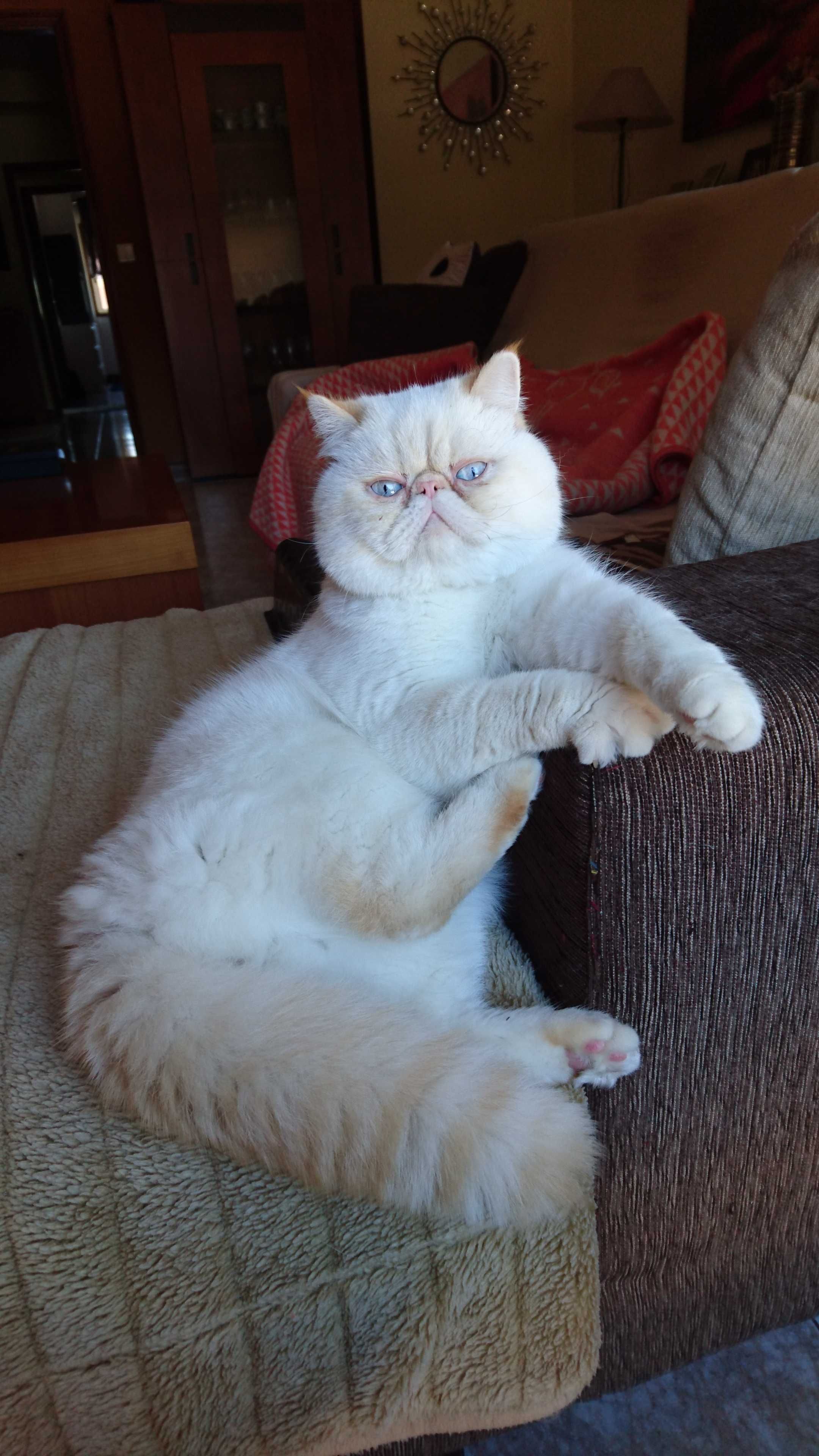 Gatinho Persa Exotico