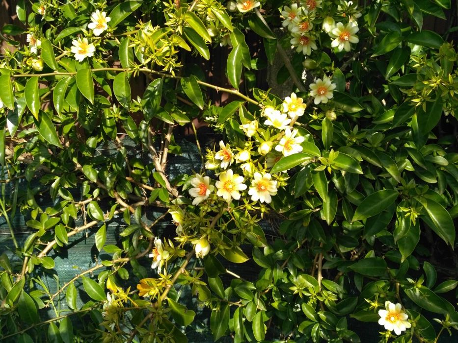 Pereskia Aculeata (Ora Pro Nobis)