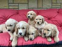 Golden Retriever gotowy do odbioru