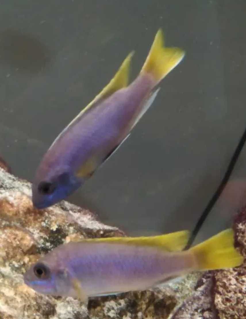 Pyszczaki Pseudotropheus Acei Luwala